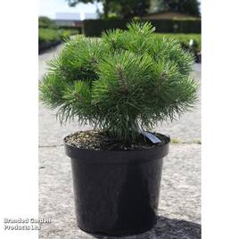 Pinus sylvestris Blue Pearl