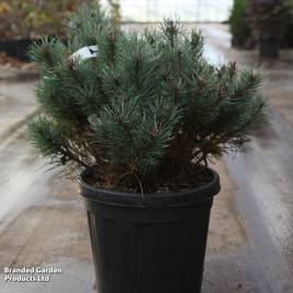 Pinus sylvestris Chantry Blue