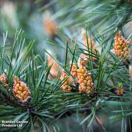 Pinus sylvestris Watereri