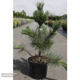 Pinus flexilis Vanderwolfs Pyramid