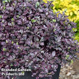 Pittosporum tenuifolium Bannow Bay