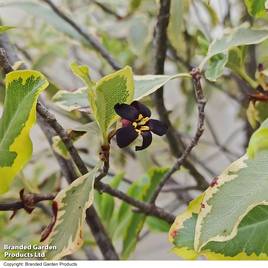 Pittosporum tenuifolium Elizabeth