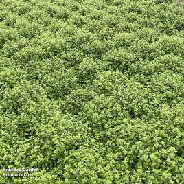 Pittosporum tenuifolium Golf Ball