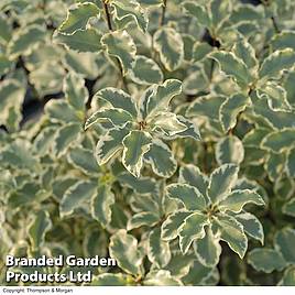 Pittosporum tenuifolium Variegatum