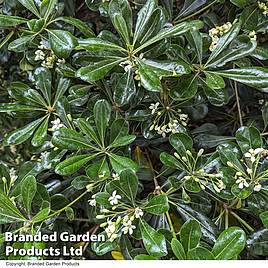 Pittosporum tobira