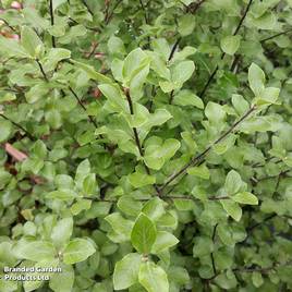 Pittosporum tenuifolium Wrinkled Blue