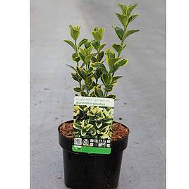Euonymus japonicus Aureomarginatus