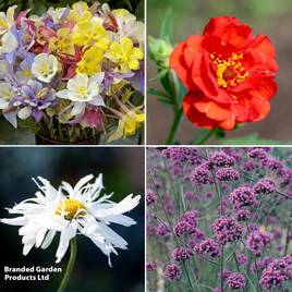 Perennial Long Flowering Saver Collection