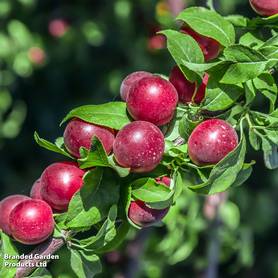 Plum Gypsy (Mirabelle)