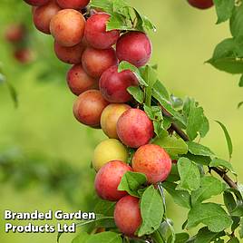 Plum Victoria