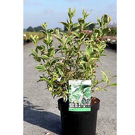 Weigela White Lightning