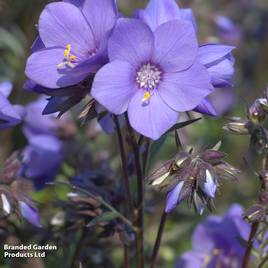 Polemonium yezoense var. hidakanum Bressingham Purple