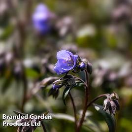Polemonium Heaven Scent