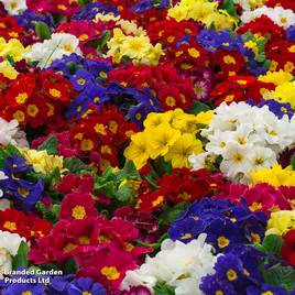 Polyanthus eliator Crescendo® Mixed F1 Hybrid