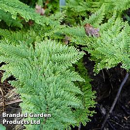 Polystichum setiferum Plumosum Densum