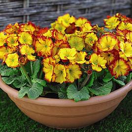 Polyanthus Firecracker