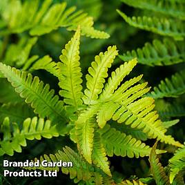 Polystichum setiferum Herrenhausen