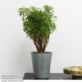 Polyscias fruticosa Ming
