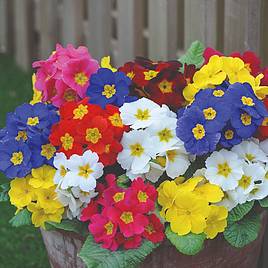 Polyanthus Most Scented Mix