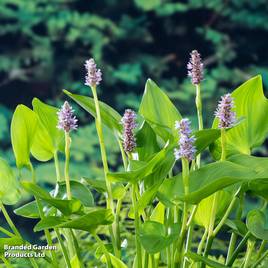 Pontederia cordata Pink Pons (Marginal Aquatic)