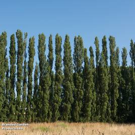 Lombardy Poplar (Hedging)