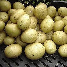Potato Maris Peer