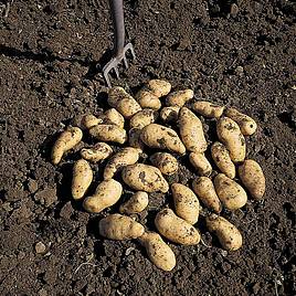 | How to Grow Potatoes in 12 easy steps! A FREE Step-by-step guide for growing and harvesting Potatoes successfully! | 1Garden.com | How to Grow Potatoes in 12 easy steps! A FREE Step-by-step guide for growing and harvesting Potatoes successfully! | 1Garden.com