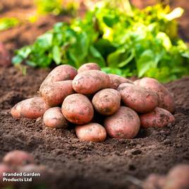 Potato Desiree
