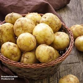Potato Foremost