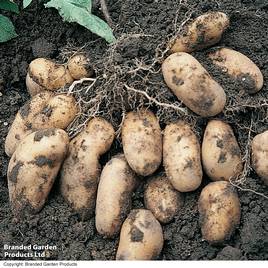 Potato Nicola (Second Cropping)