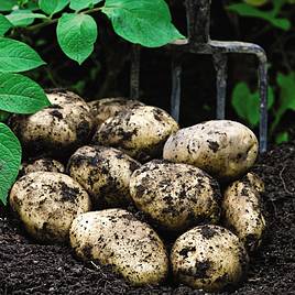 | How to Grow Potatoes in 12 easy steps! A FREE Step-by-step guide for growing and harvesting Potatoes successfully! | 1Garden.com