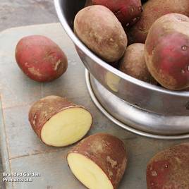 Potato Red Duke of York