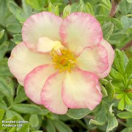 Potentilla fruticosa Double Punch Pastel