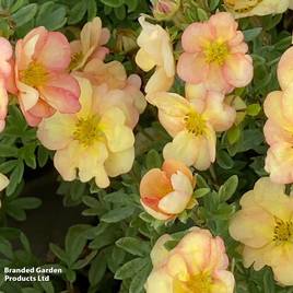 Potentilla fruticosa Double Punch Peach