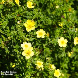 Potentilla fruticosa Goldfinger (Hedging)