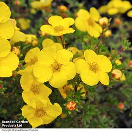 Potentilla fruticosa Kobold