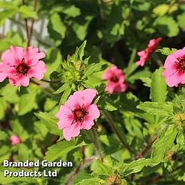 Potentilla Helen Jane