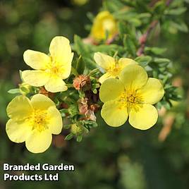 Potentilla Katherine Dykes