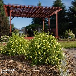 Potentilla fruticosa First Editions® Lemon Meringue