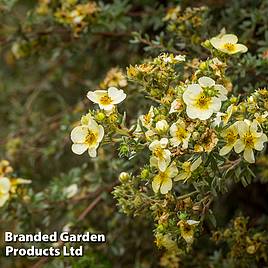 Potentilla fruticosa Lemon Meringue First Editions