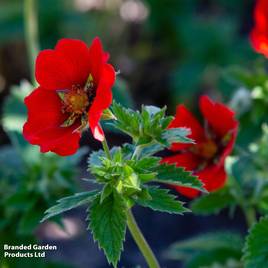 Potentilla thurberi Monarchs Velvet