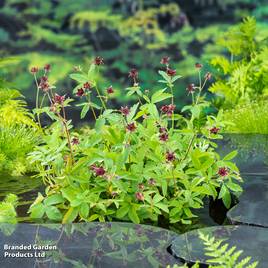 Potentilla palustris (Marginal Aquatic)
