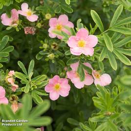 Potentilla fruticosa Pink Paradise