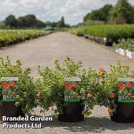 Potentilla fruticosa Red Lady