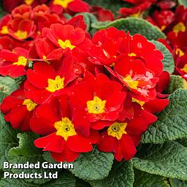 Primrose Best Red