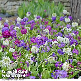 Primula denticulata Mixed