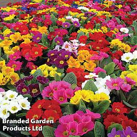 Primrose Giant Flowered Mix
