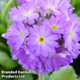 Primula denticulata Lilac