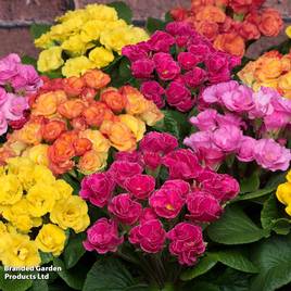 Primrose Primlet Mix