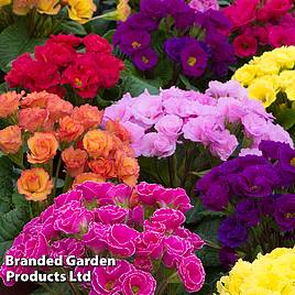 Primrose Primlet Tropical Mix